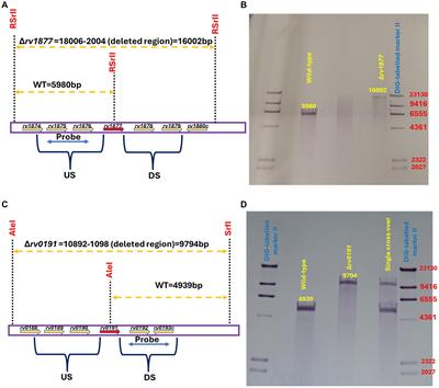 The efflux pumps Rv1877 and Rv0191 play differential roles in the protection of Mycobacterium tuberculosis against chemical stress